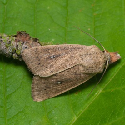 Leucania obsoleta (plavokřídlec pobřežní), PP Černice