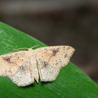 Cyclophora porata (očkovec březový), Žebětín