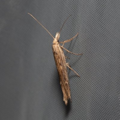 Ypsolopha mucronella (-), NPP Malhotky