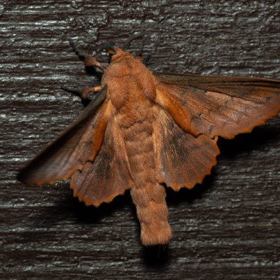 Gastropacha quercifolia (bourovec ovocný), SK, Štôla