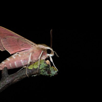 Hyles euphorbiae (lišaj pryšcový), PP Skalky u Sedlece