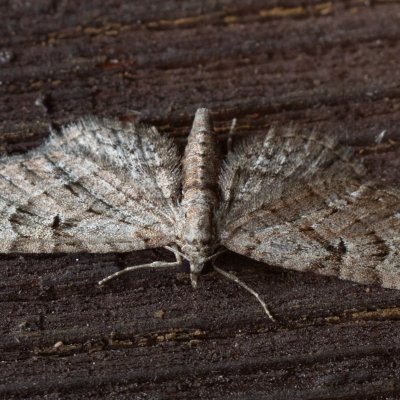 Eupithecia sp., SK, Štôla