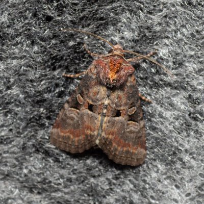 Mesoligia literosa (šedavka znamenaná), Lysá hora u Ochozu