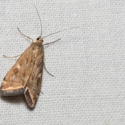 Loxostege sticticalis (zavíječ řepný), Hrušovany u Brna