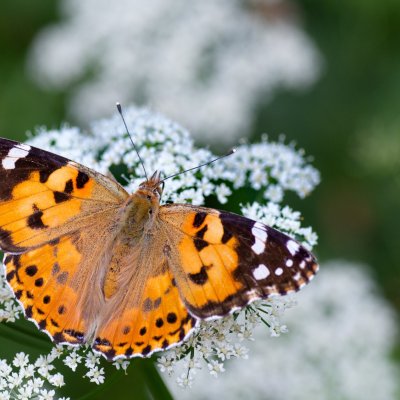 Vanessa cardui (babočka bodláková), NS Bučín