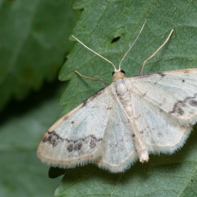 Idaea trigeminata (žlutokřídlec žloutkový), PR Kamenný vrch