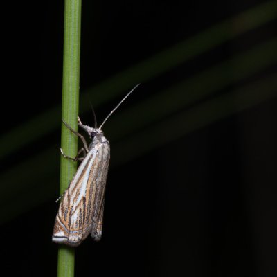 Crambus lathoniellus (travařík obecný), Kývalka