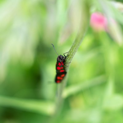 Zygaena viciae (vřetenuška komonicová), PP Obůrky - Třeštěnec