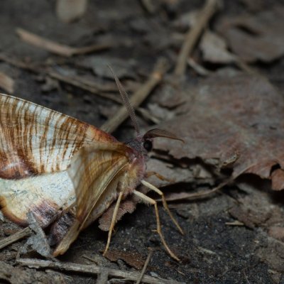 Plagodis dolabraria (kropenatec žíhaný), Žebětín