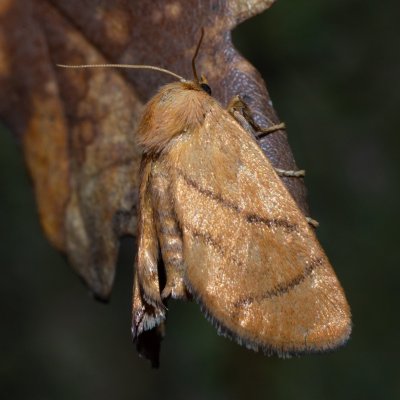 Apoda limacodes (slimákovec dubový), Žebětín