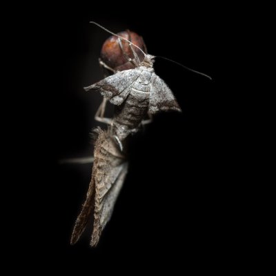 Theria rupicapraria (tmavoskvrnáč březnový), PR Kamenný vrch