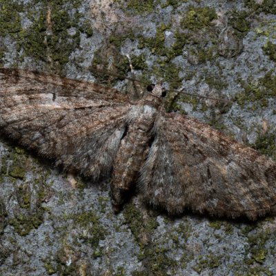 Eupithecia abbreviata (píďalička jarní), Kývalka