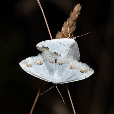 Scopula ornata (vlnopásník okrášlený), PR Kamenný vrch