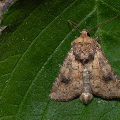 Atypha pulmonaris (blýskavka plicníková), Kateřinská jeskyně