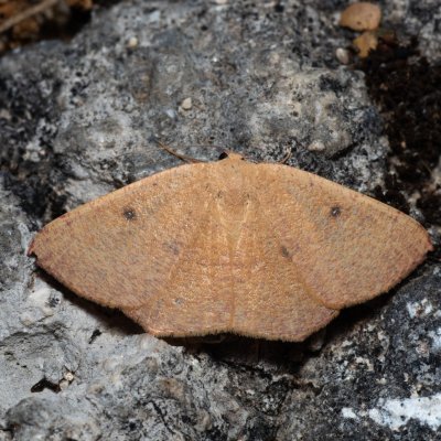 Cyclophora puppillaria (očkovec očkovaný), GR, Sokraki, Korfu