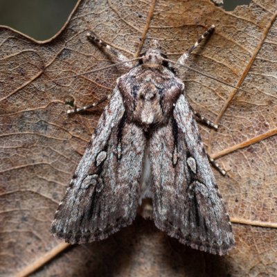 Dichagyris signifera (-), PR Turold