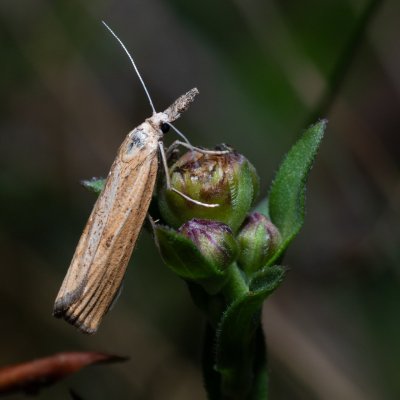 Agriphila inquinatella (-), Hády - Ruženin lom