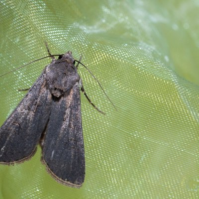 Agrotis segetum (osenice polní), Hády - Ruženin lom