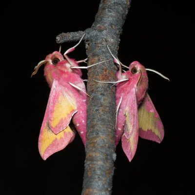 Deilephila porcellus (lišaj kyprejový), PP Černice