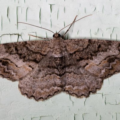 Alcis bastelbergeri (různorožec černopásý), SK, Štôla