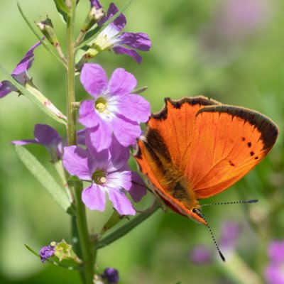 Lycaena ottomana (-), GR, Agios Georgios, Korfu