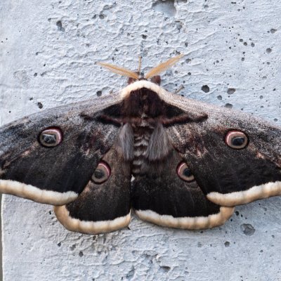 Saturnia pyri (martináč hrušňový), Nové Mlýny - střed
