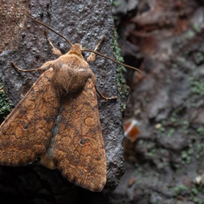 Agrochola circellaris (polnice jívová), Žebětín
