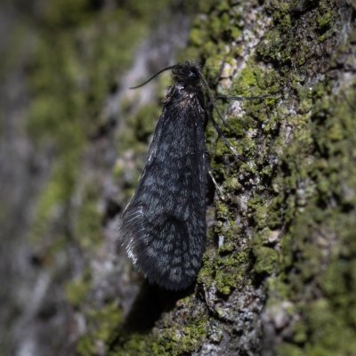 Dahlica sp., Podkomorské lesy, Kopeček