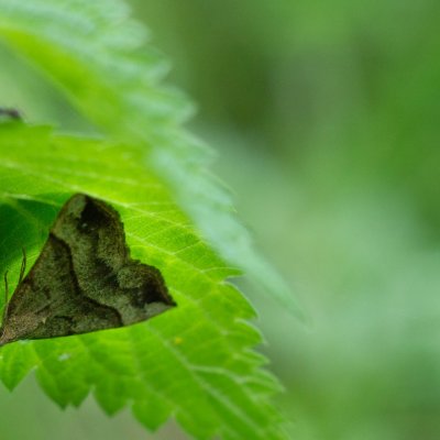 Hypena proboscidalis (zobonosec kopřivový), Podkomorské lesy