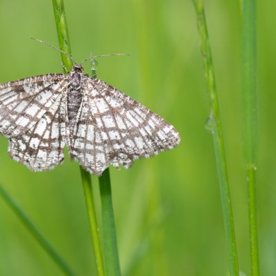 Chiasmia clathrata (kropenatec jetelový), PP Obůrky - Třeštěnec