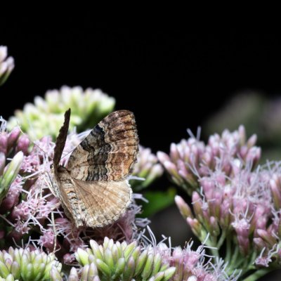 Xanthorhoe quadrifasiata (píďalka prvosenková),, Augšperský potok