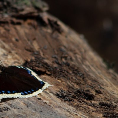 Nymphalis antiopa (babočka osiková), Podkomorské lesy