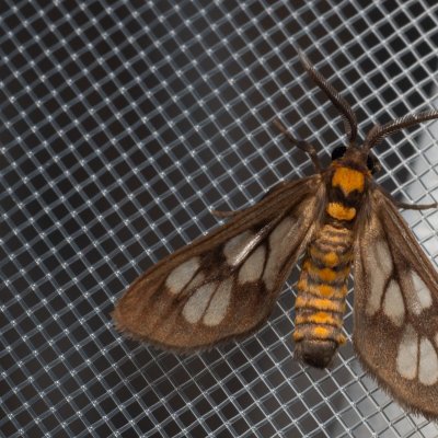 Eressa sp., TH, Khao Sok