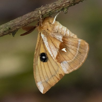 Aglia tau (martináč bukový), Študlov