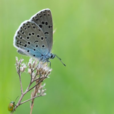 Maculinea arion (modrásek černoskvrnný), NPP Švařec