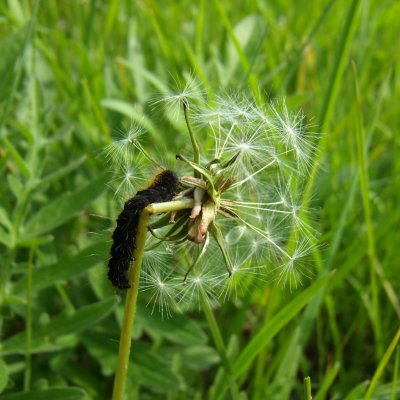 ?, NPR Strabišov-Oulehla