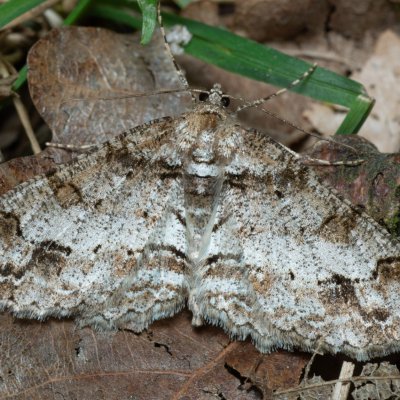 Paradarisa consonaria (různorožec lipový), Žebětín