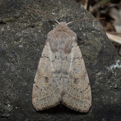 Orthosia cerasi (jarnice lipová), PP Kavky