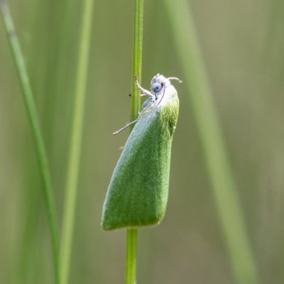 Earias clorana (zeleněnka vrbová), Kývalka
