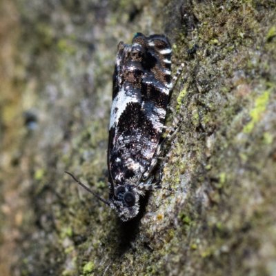 04282211IMGP0154-2.jpg, Žebětín