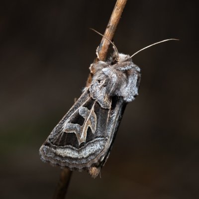 Episema glaucina (jasnobarvec západní), PP Milovická stráň