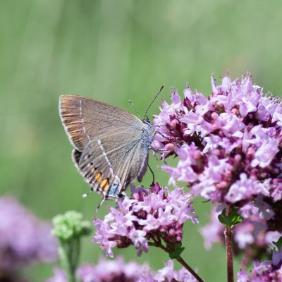Satyrium spini (ostruháček trnkový), Hády