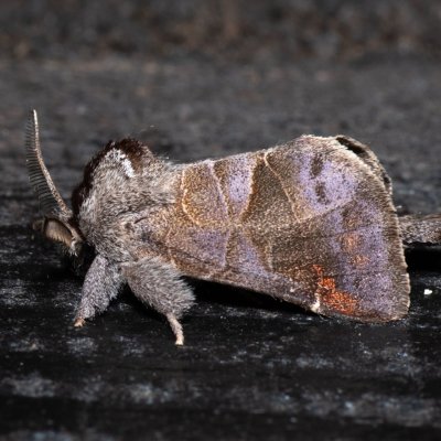 Clostera pigra (vztyčnořitka osiková), HR, Krasno