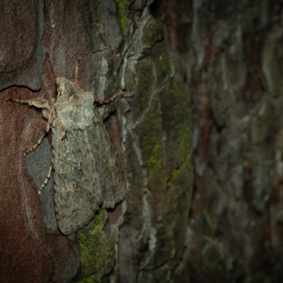 Lithophane ornitopus (dřevobarvec lesní), Žebětín