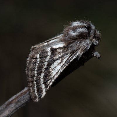 Lycia zonaria (drsnokřídlec bělopásný), PP Člupy