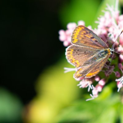 Lycaena tityrus (ohniváček černoskvrnný), Daremní