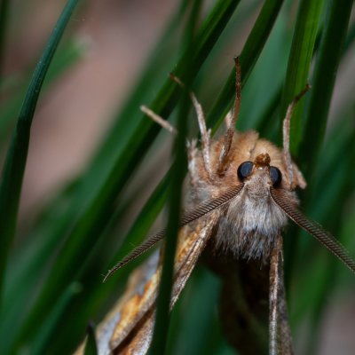 Selenia tetralunaria (zejkovec čtyřměsíčný), Kývalka
