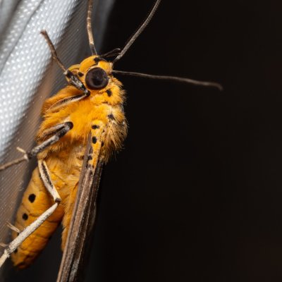 Asota caricae (-), TH, Khao Sok