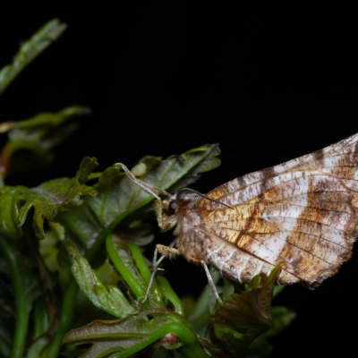 Selenia dentaria (zejkovec řešetlákový), Žebětín