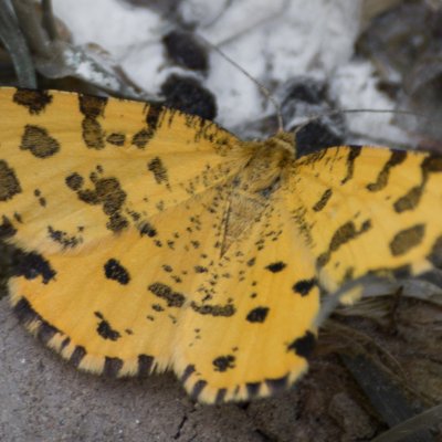 Pseudopanthera macularia (zejkovec hluchavkový), NPP Na Adamcích